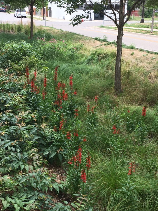 raingarden with green plantings and red salvia
