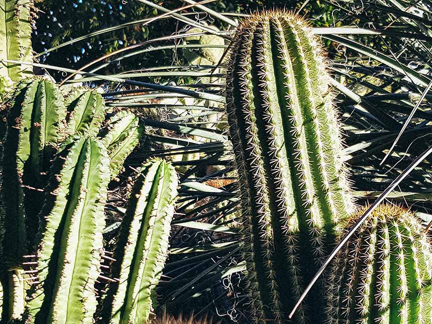 Cacti Cacti