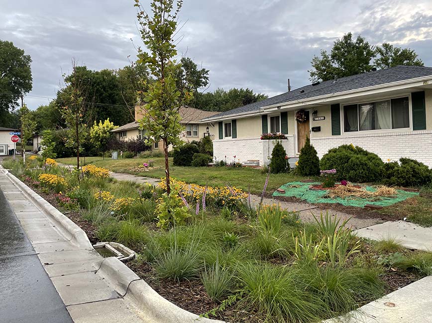 A rain garden in a boulevard in Minneapolis. A rain garden in a boulevard in Minneapolis.