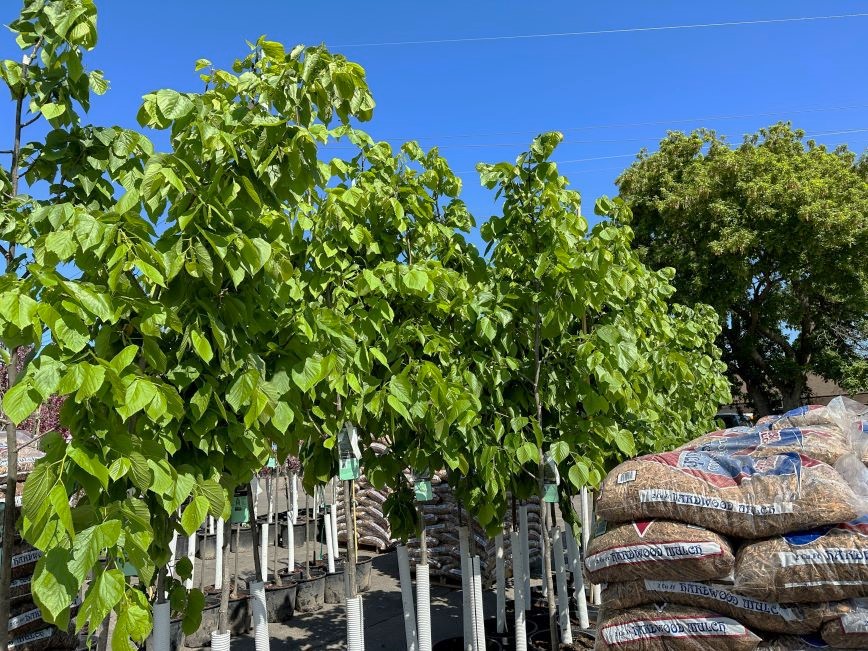 Trees waiting to be picked up at the City tree sale. 