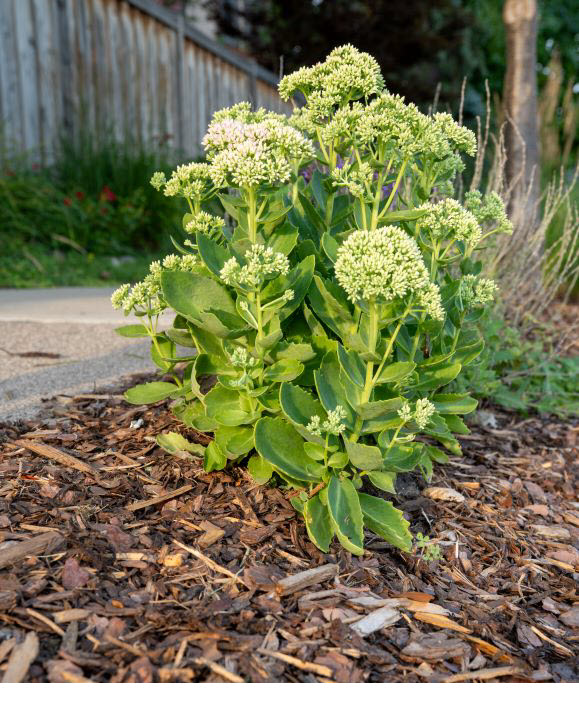Plant with mulch in a boulevard garden Plant with mulch in a boulevard garden