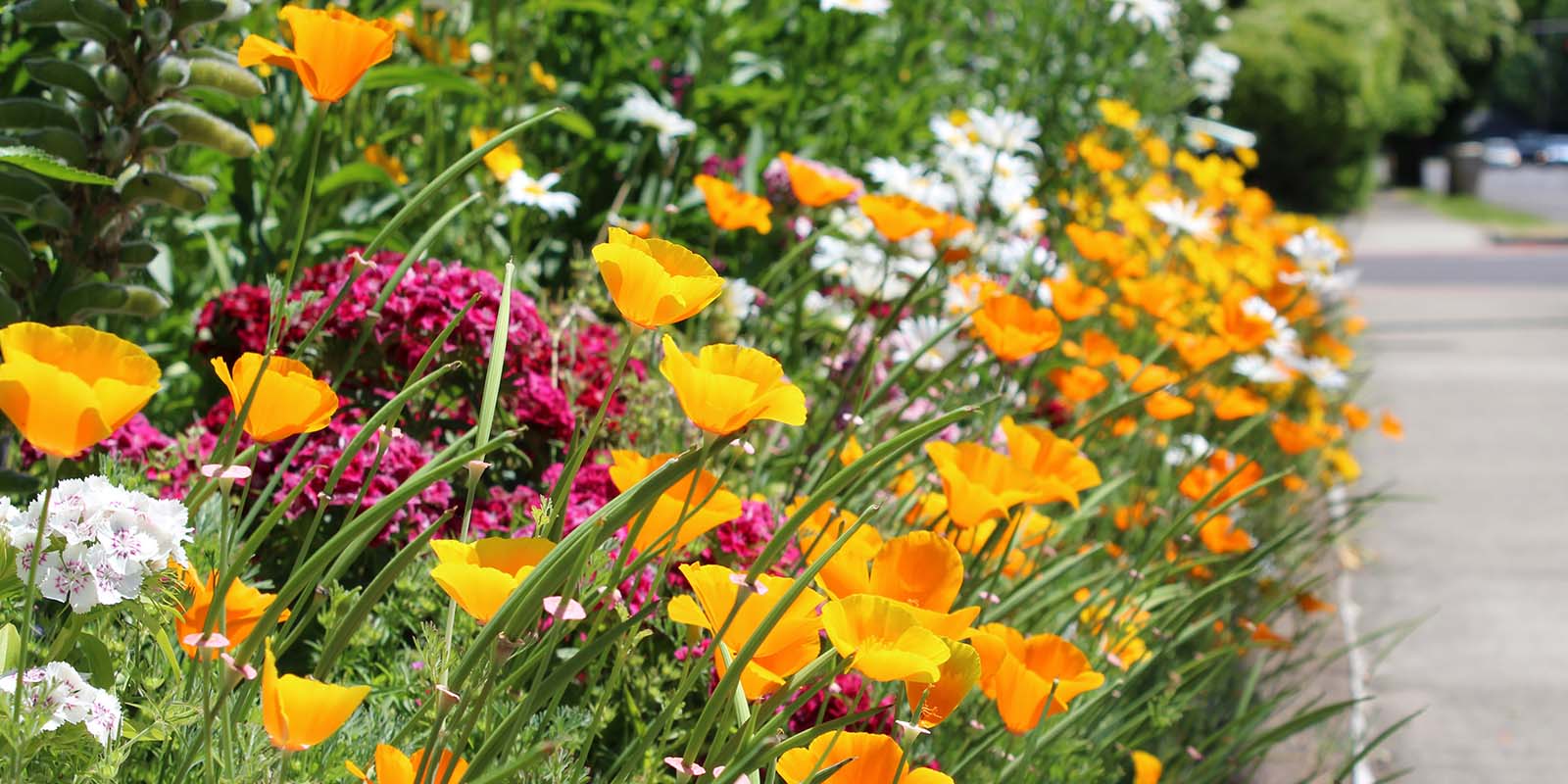 Start a boulevard garden Start a boulevard garden