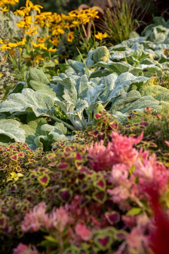Flowers in a boulevard garden.