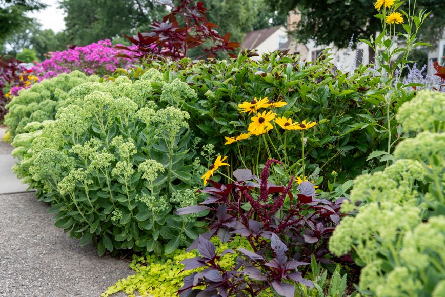 different plants and flowers in the boulevard garden different plants and flowers in the boulevard garden