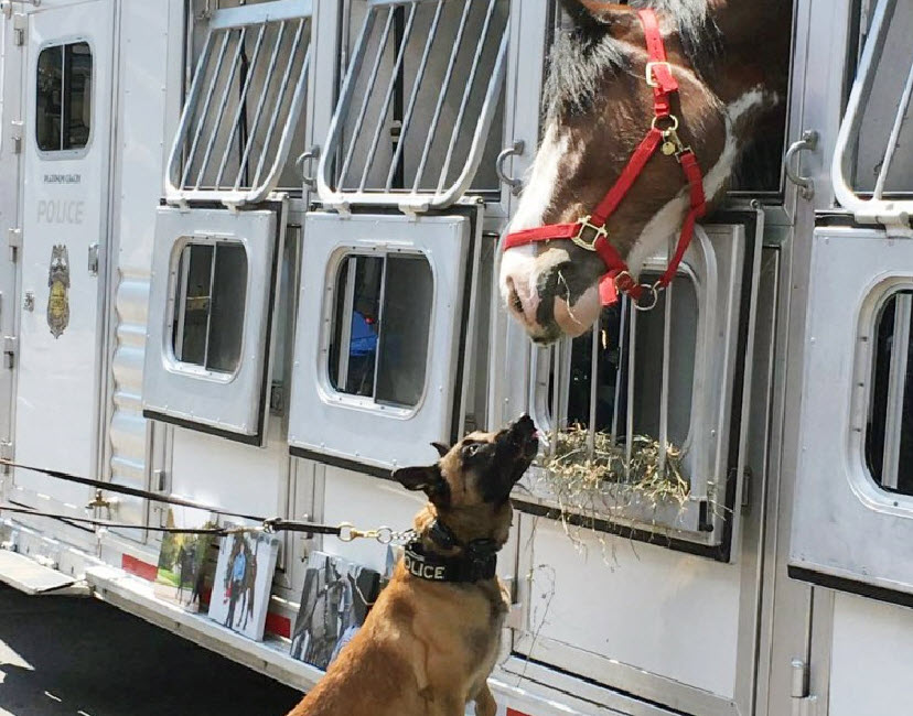 police horse and dog