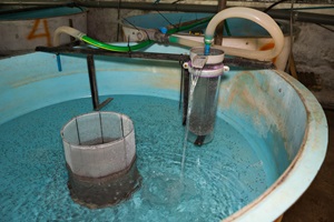 Aquaculture garden with fish