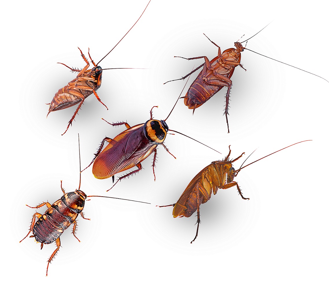 Cockroaches Cockroaches