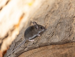 Deer mouse on tree stump Deer mouse on tree stump