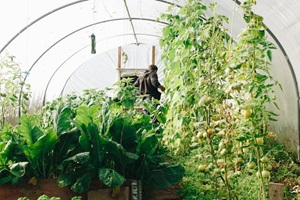 Hoop house garden