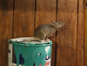 House mouse sitting on paint can House mouse sitting on paint can