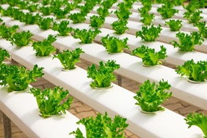 Lettuce growing in hydroponic garden