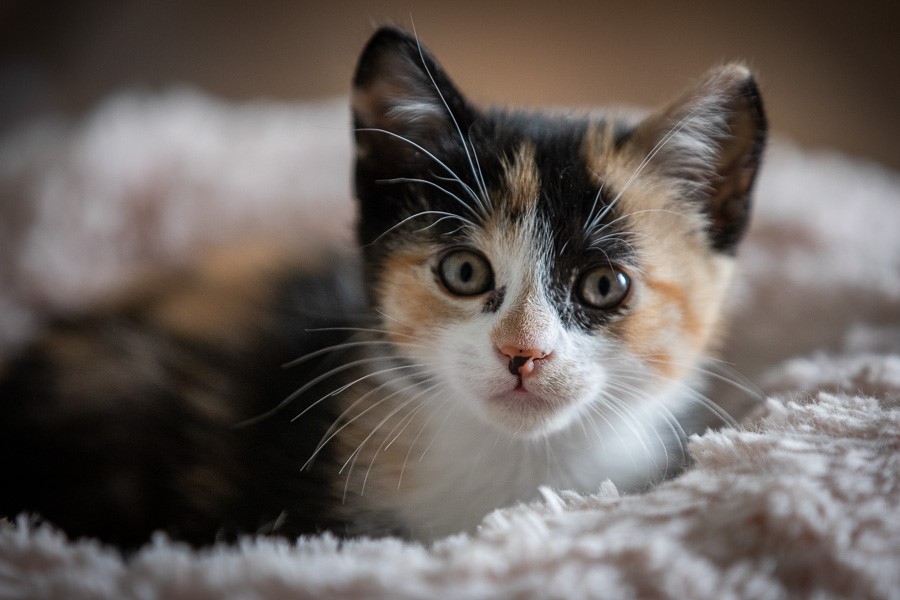 A kitten sits on a cat bed