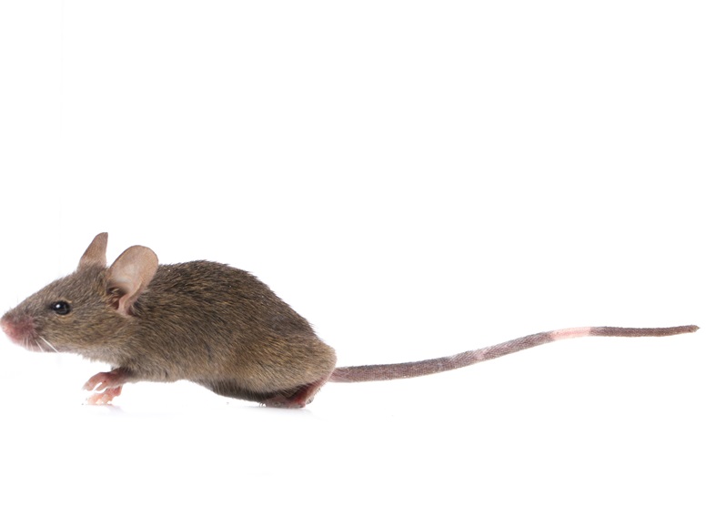 gray mouse gray mouse