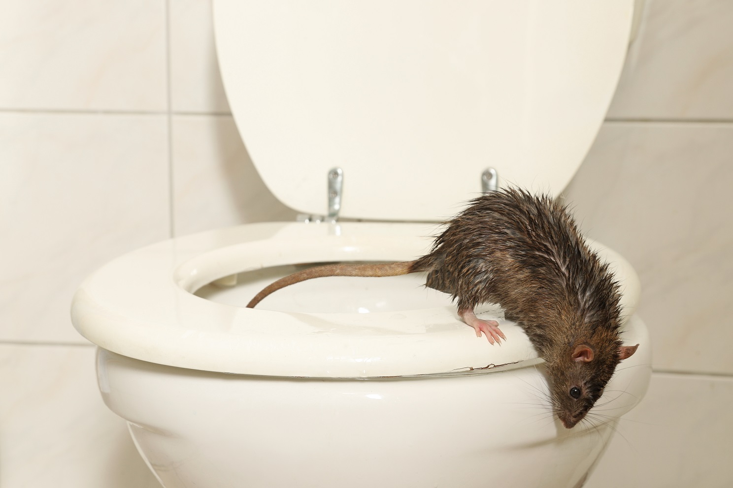 Rat crawling out of toilet Rat crawling out of toilet