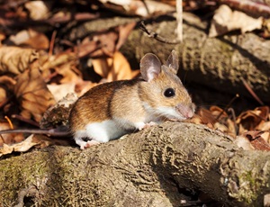 White-footed deer mouse by leaves and tree roots White-footed deer mouse by leaves and tree roots