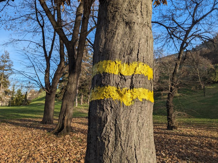 Tree marked with yellow paint