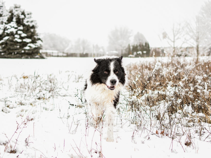 Dog running in the snow Dog running in the snow