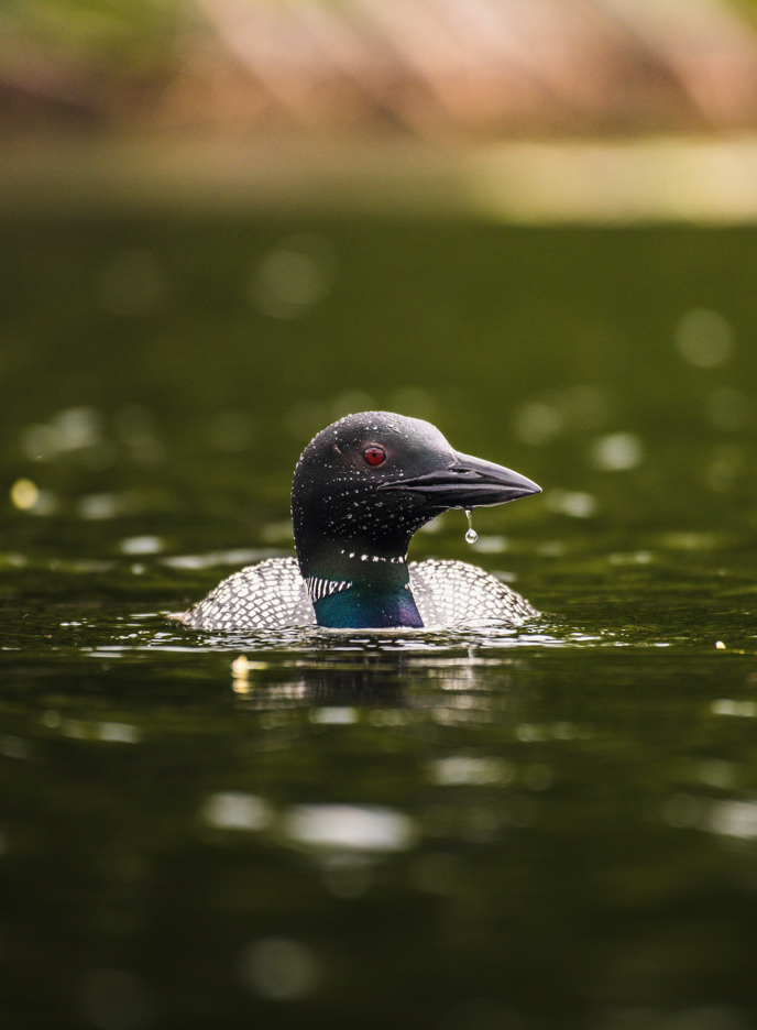 Common loon in water