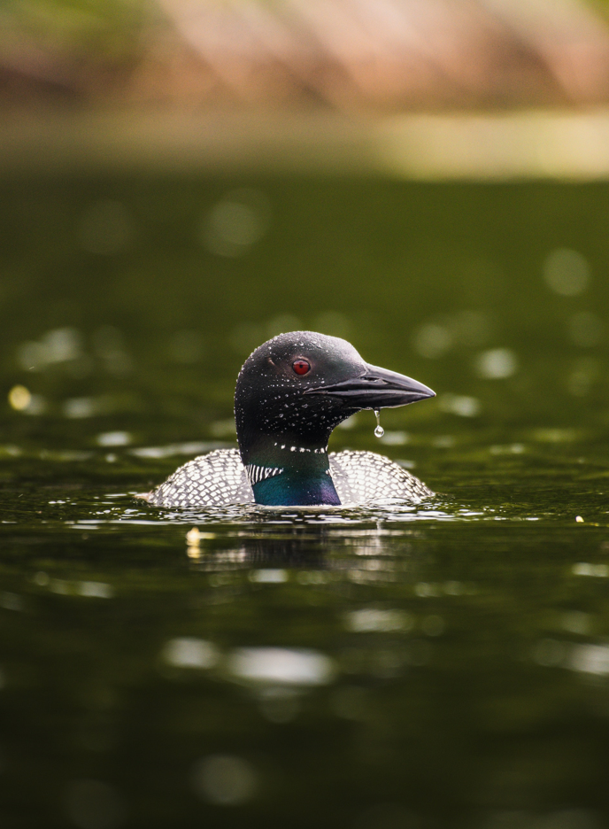 Common loon in water Common loon in water