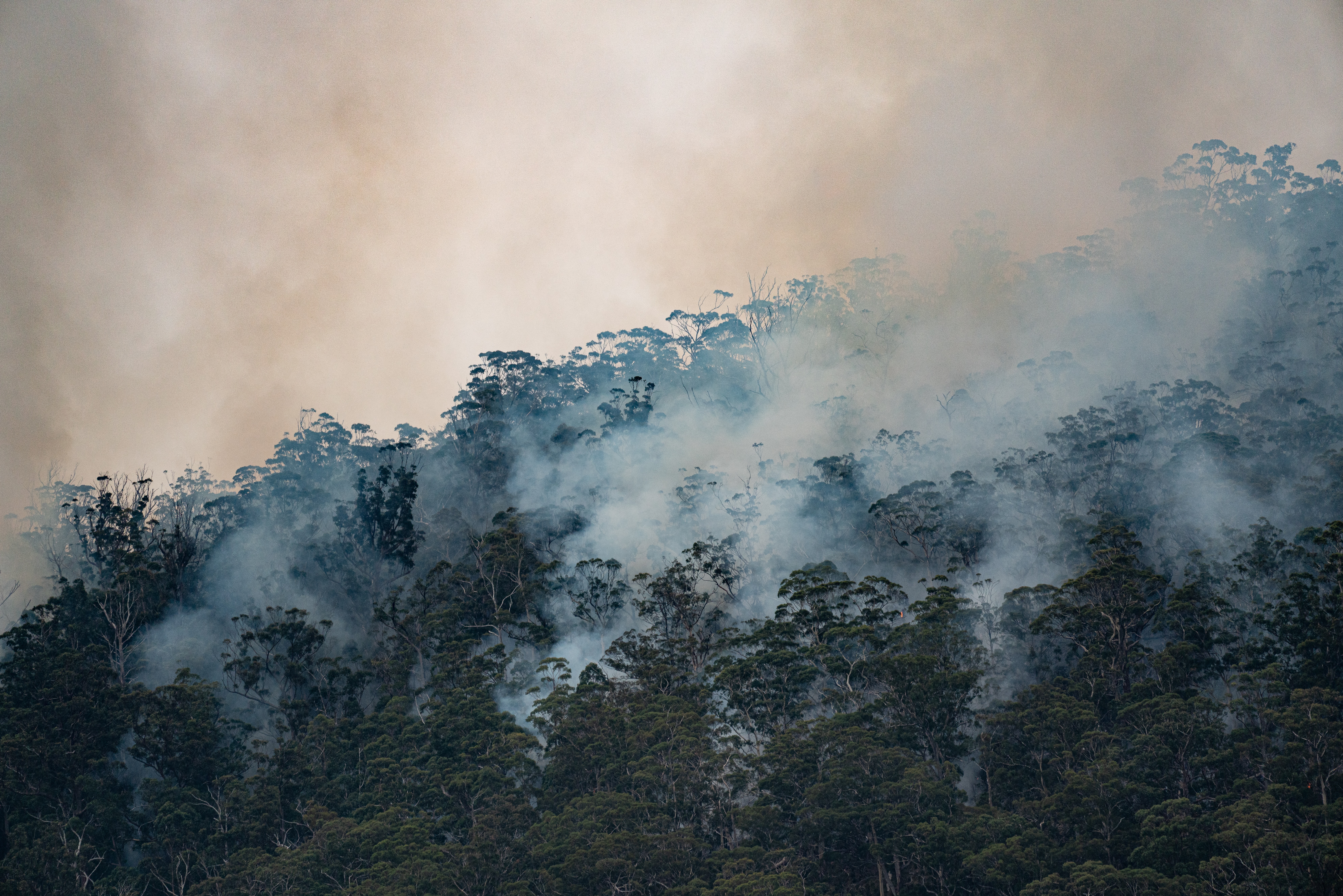 Smoke rising above a forest of trees.