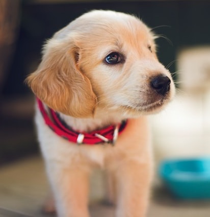 puppy dog wearing a red collar