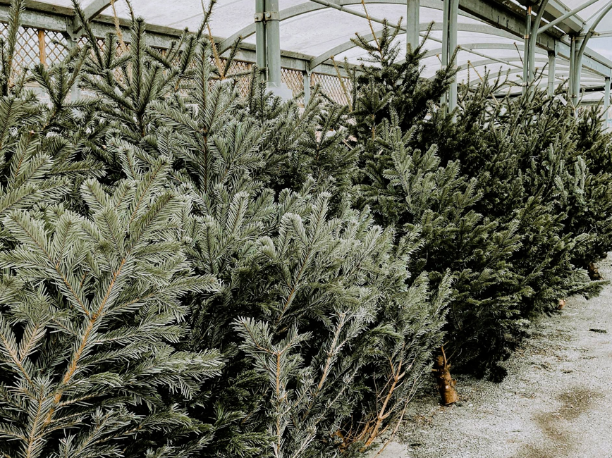 christmas tree with lights