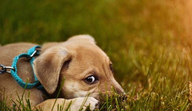 Puppy laying in the grass Puppy laying in the grass